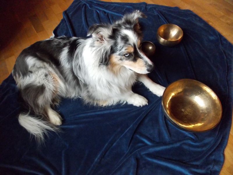 Giotto bei der Klangschalenmassage